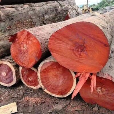 tali wood exporter in cameroon