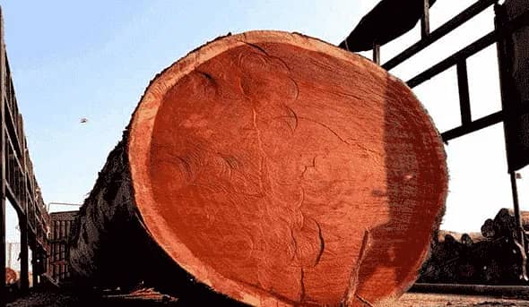 Cameroon Hardwood and Softwood Logs ready for export