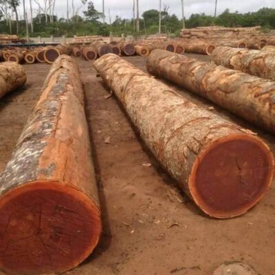 tali wood supplier in cameroon