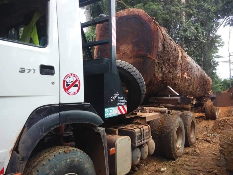 Wood harvesting operations in Cameroon by Mbakwood