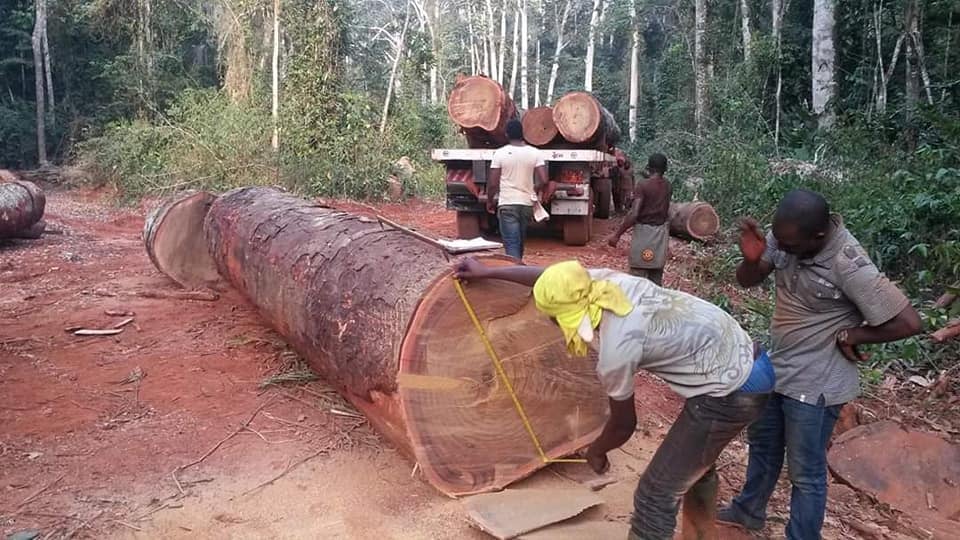 Small wood order timber export in Cameroon by Mbakwood