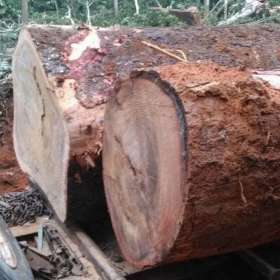 moabi wood supplier in cameroon